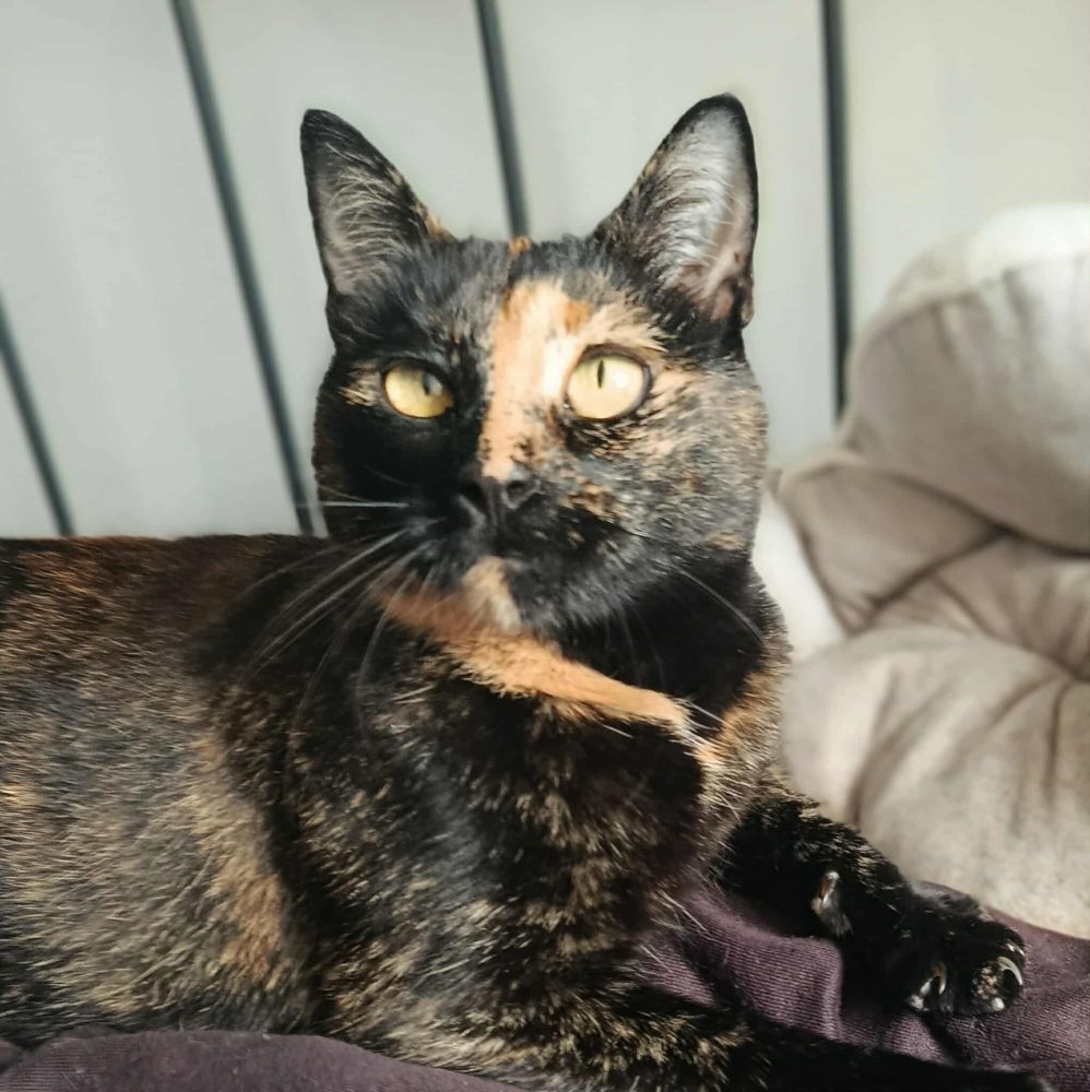 Wallie, douce minette &agrave; l'adoption en association 200 35390 La dominelais