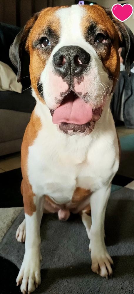 Marty, affectueux crois&eacute; Saint Bernard et Bouledogue Am&eacute;ricain 180 50460 Urville-nacqueville