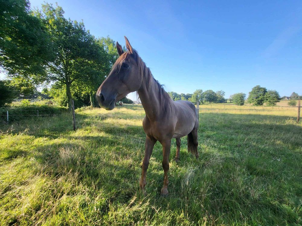 Toscane, magnifique jument pleine de tendresse. 400 35680 Verg�al