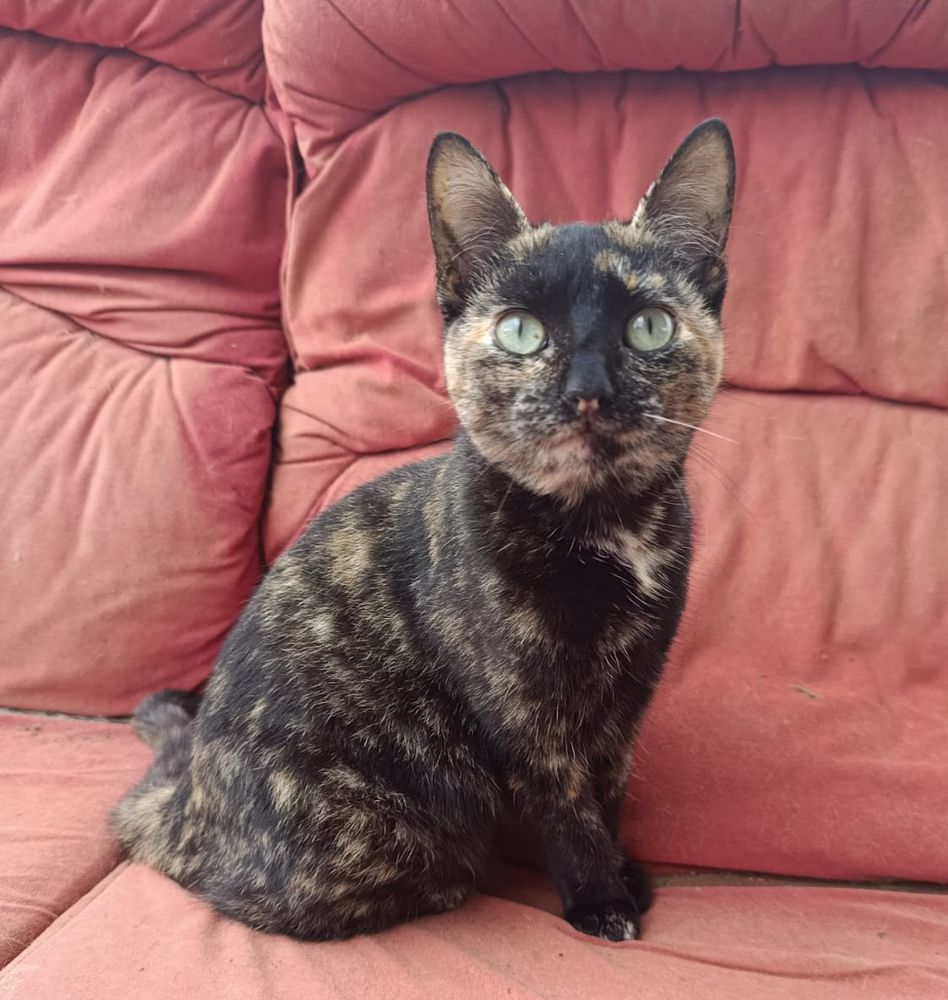 DEISI 185 27620 Gasny