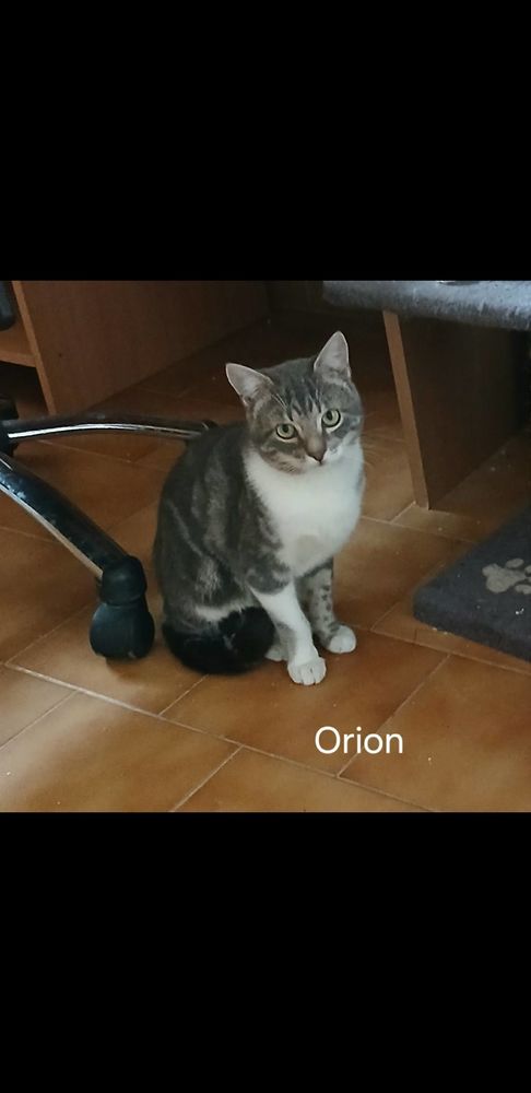 4 MIGNONS CHATONS 90 13140 Miramas