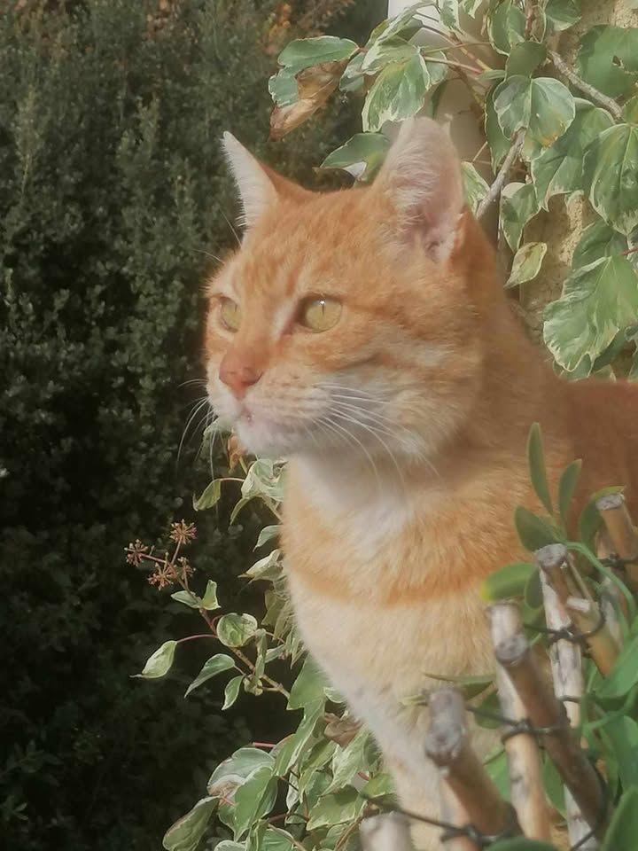 Genet adorable chat roux 10 ans cherche panier retraite 0 11000 Carcassonne