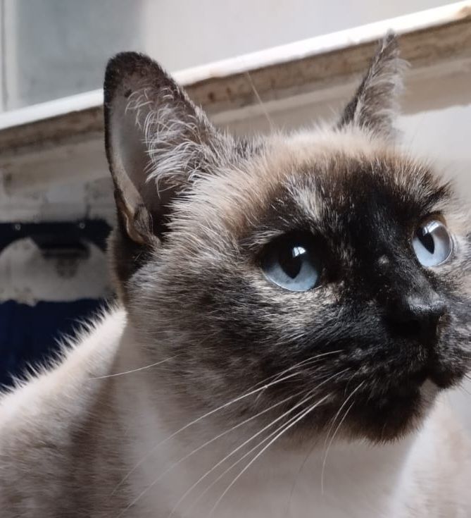 ALMA 230 27620 Gasny