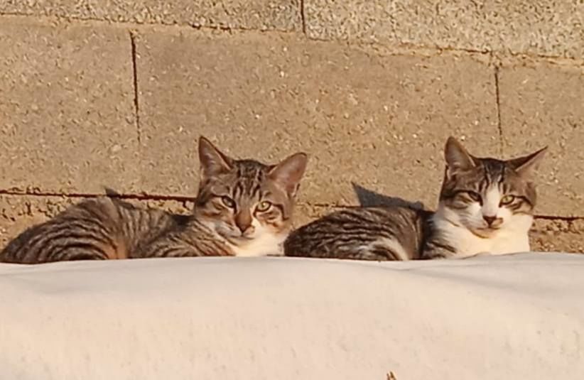  4 jeunes chats craintifs &agrave; socialiser 100 34420 Villeneuve-l�s-b�ziers