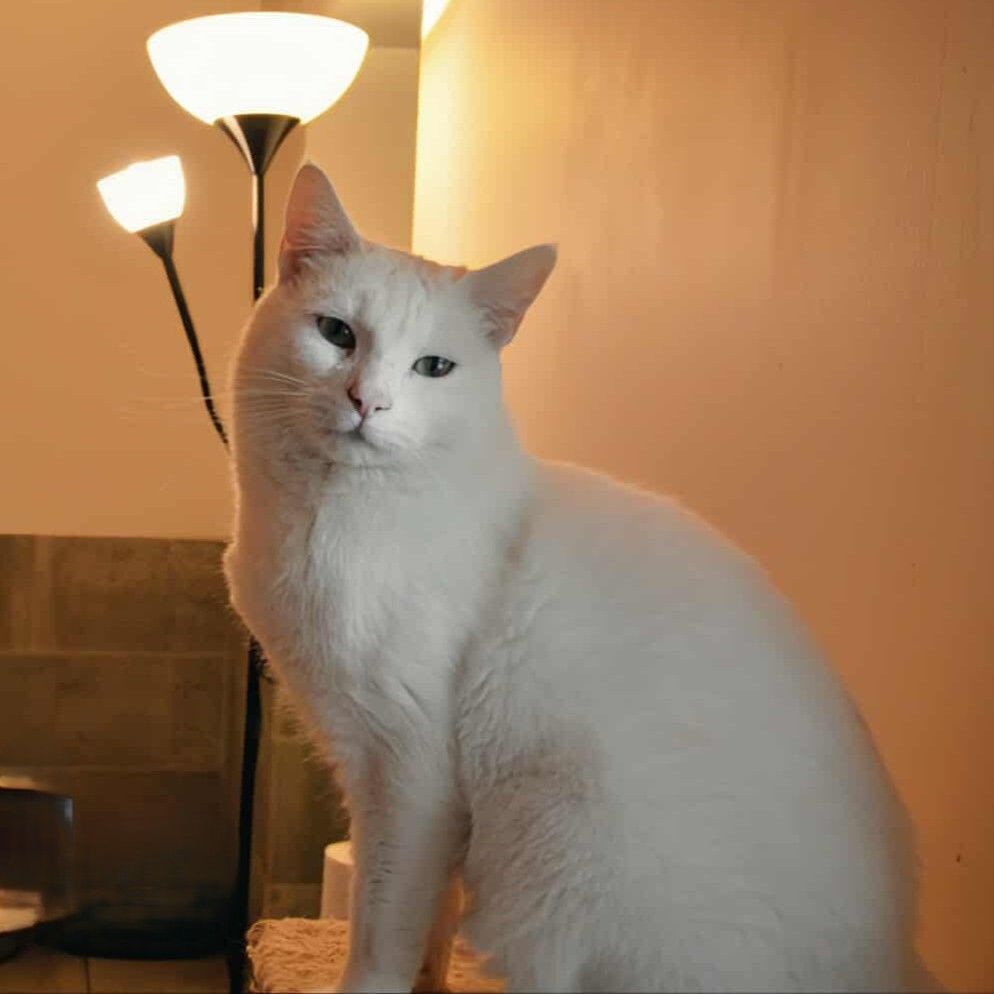 CAPTAIN COOK navigateur au coeur tendre 1 26780 Espeluche