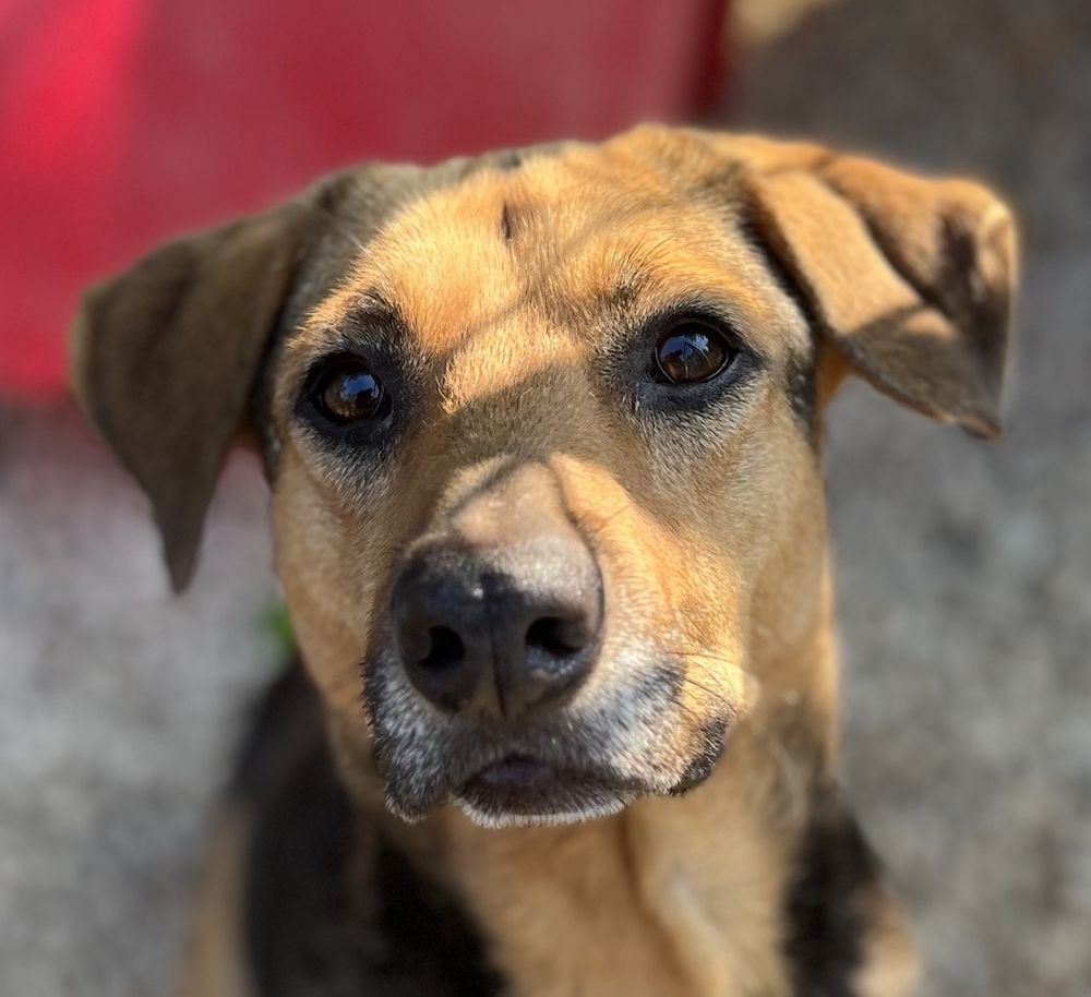 Paloma est &agrave; l'adoption! 0 34000 Montpellier