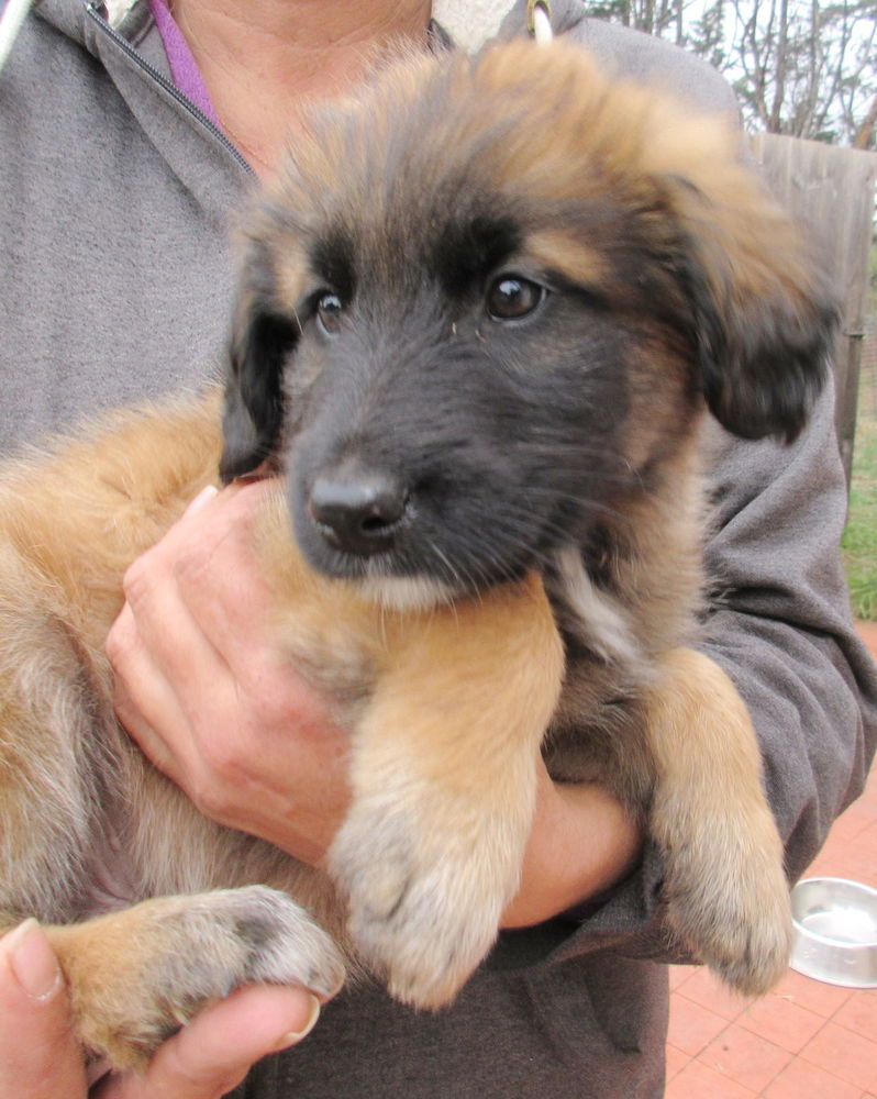 Archie est &agrave; l'adoption! 0 34000 Montpellier