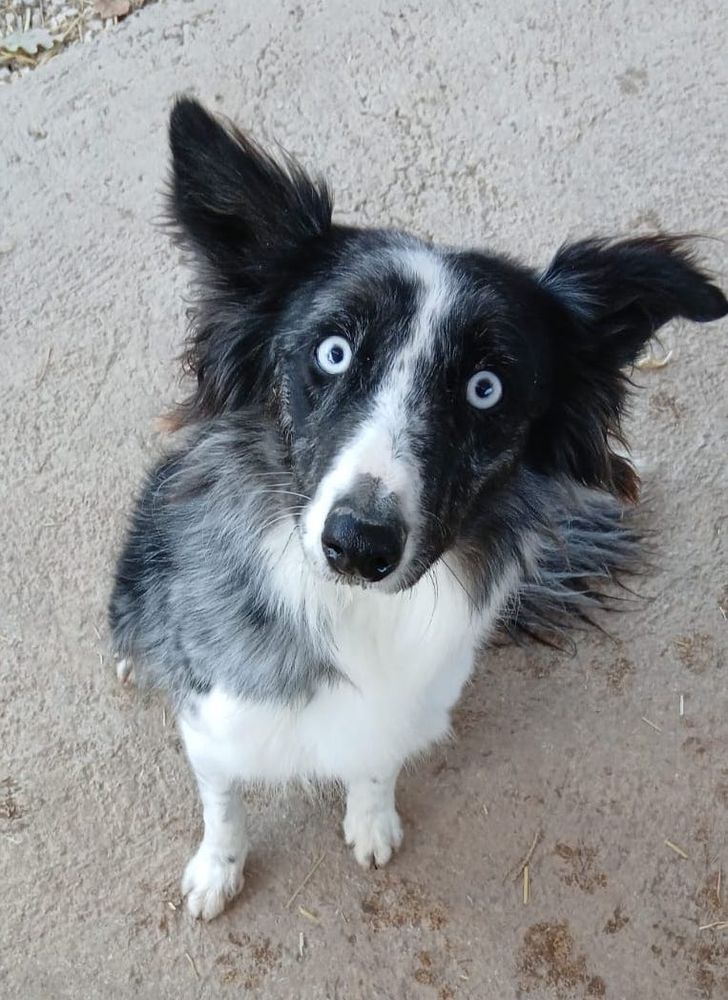 Sally est &agrave; l'adoption! 0 34000 Montpellier