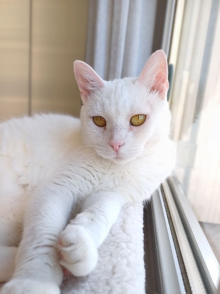 Bianca l'adoption du coeur 50 92370 Chaville