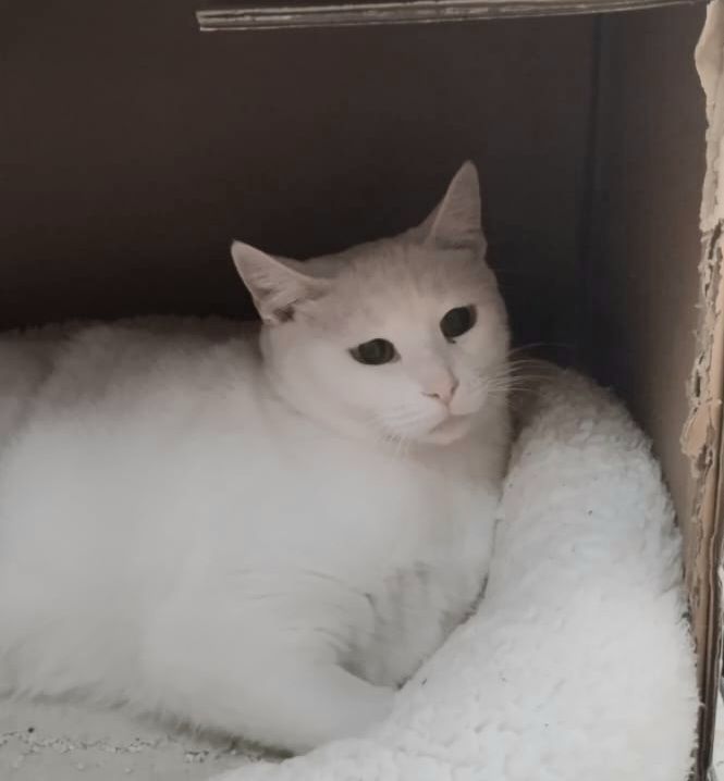 NIEVES 230 27620 Gasny