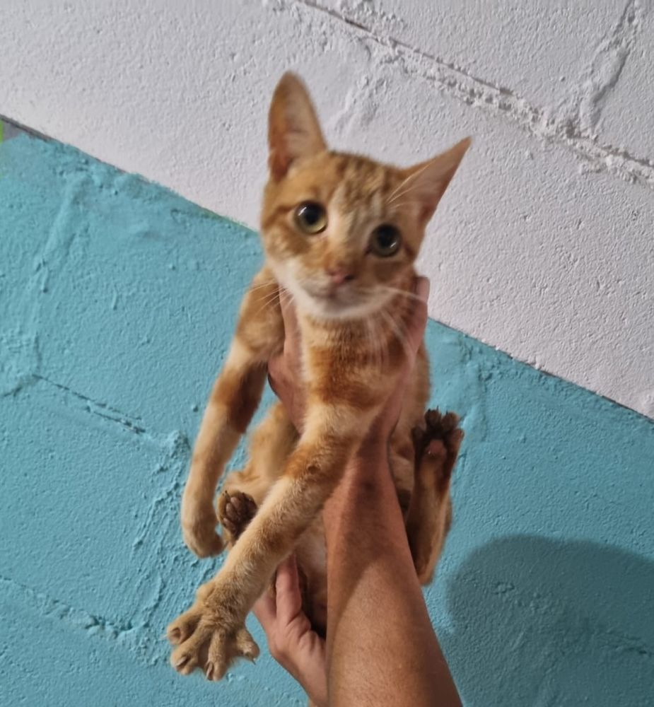 BOBB 185 27620 Gasny