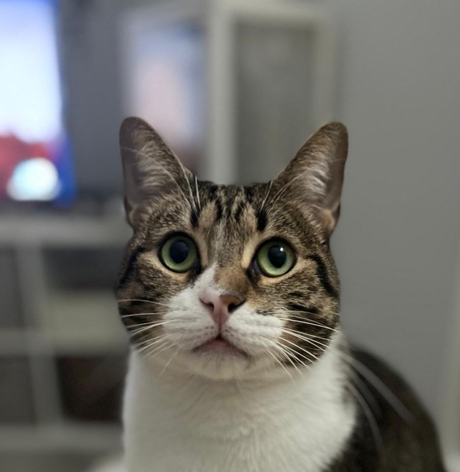 SIMBA 230 27620 Gasny