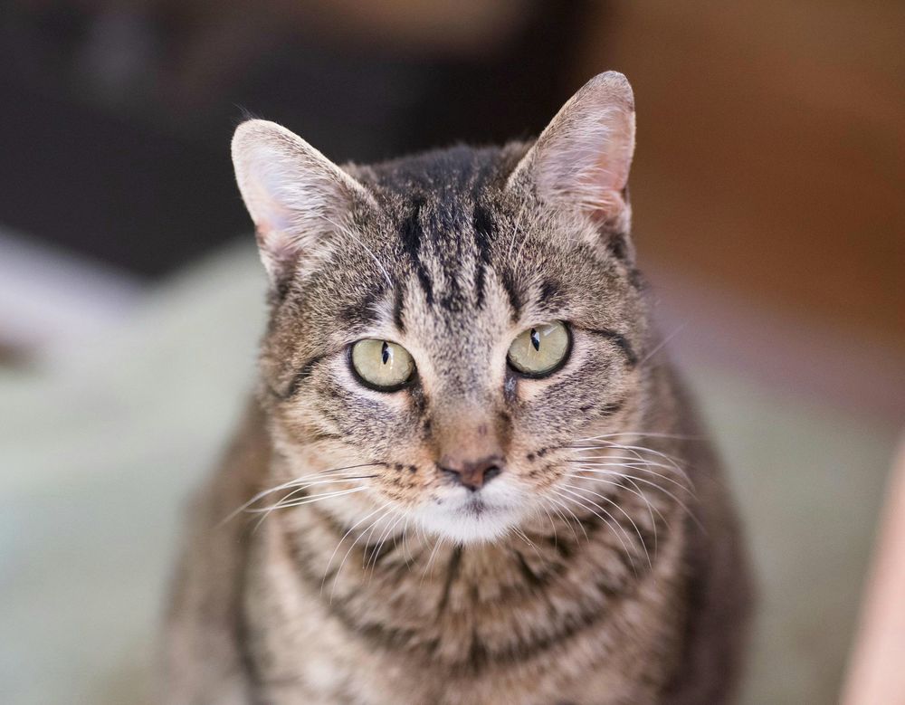 TOMAS 230 27620 Gasny