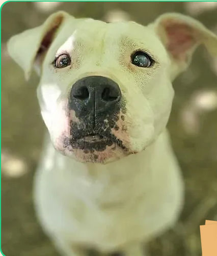 Nalah 230 26700 Pierrelatte