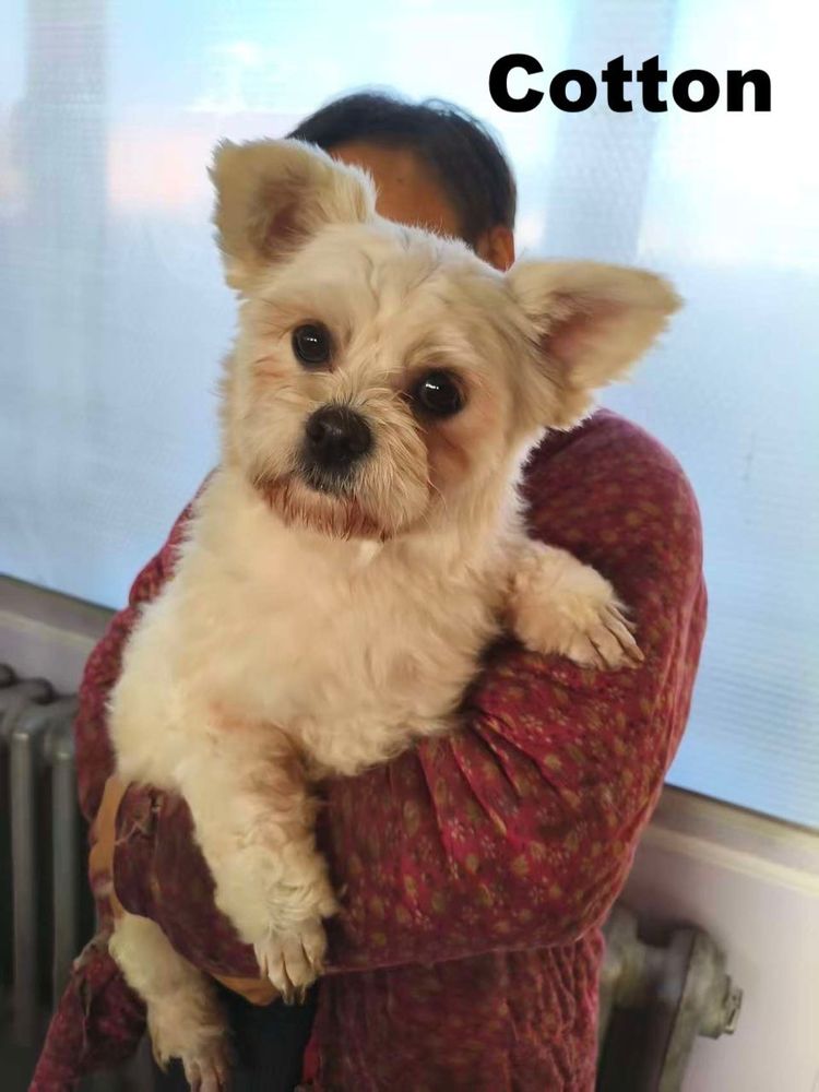 COTTON 0 75018 Paris