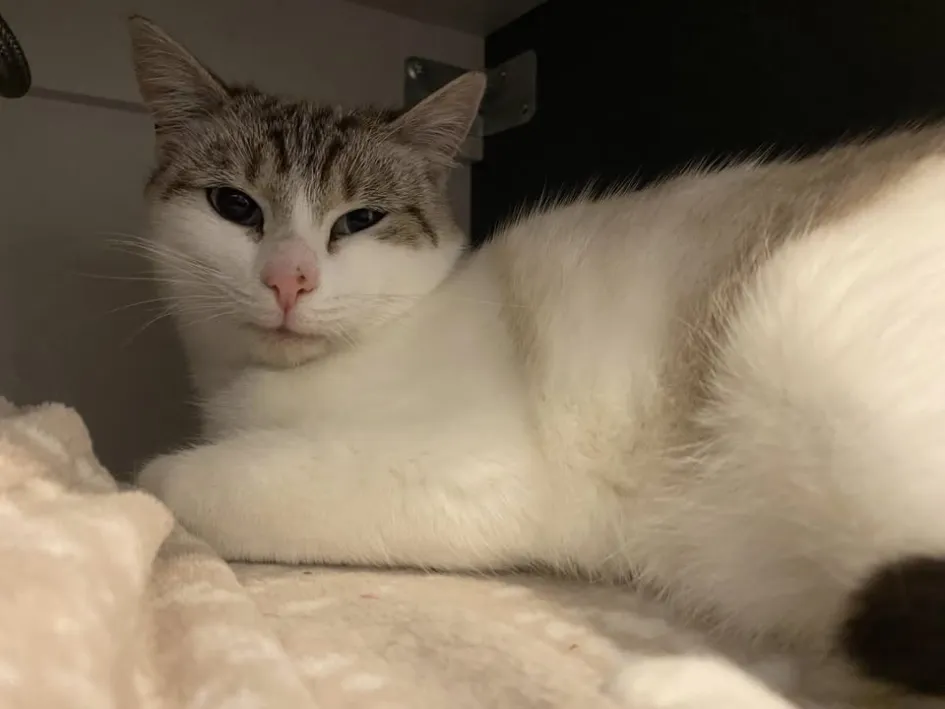 Mielle 100 44000 Nantes