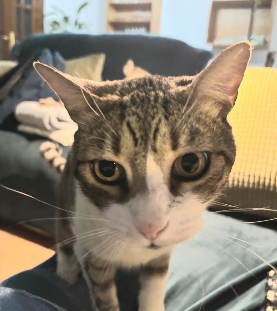 MICKEY 230 27620 Gasny