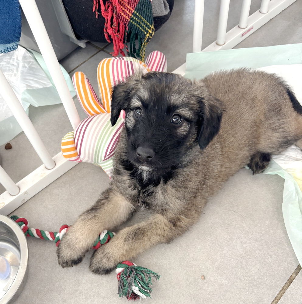 Baloo est &agrave; l'adoption! 0 34000 Montpellier