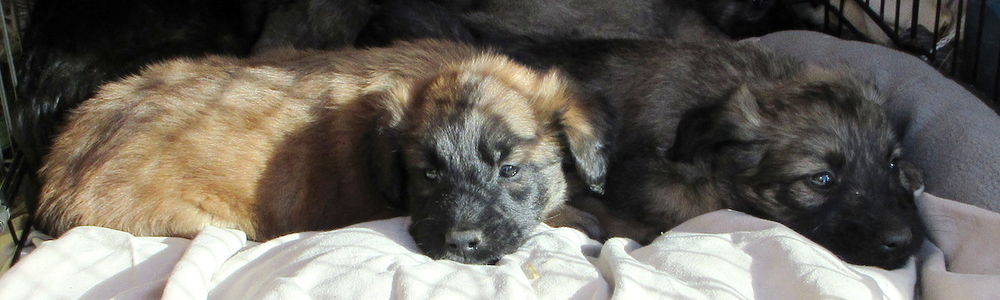 Mowgli est &agrave; l'adoption! 0 34000 Montpellier