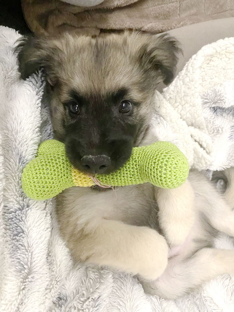 Paddy est &agrave; l'adoption! 0 34000 Montpellier