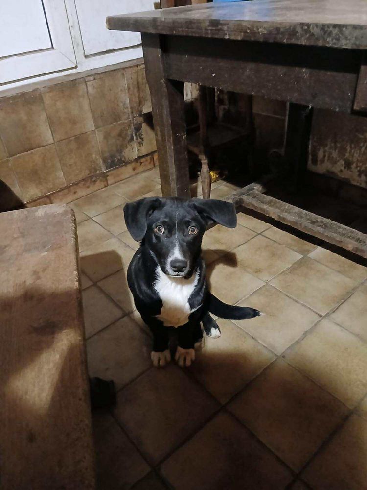 FRODO &agrave; l'adoption 320 57920 Aboncourt