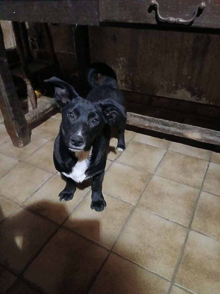 Scapin &agrave; l'adoption 320 57920 Aboncourt