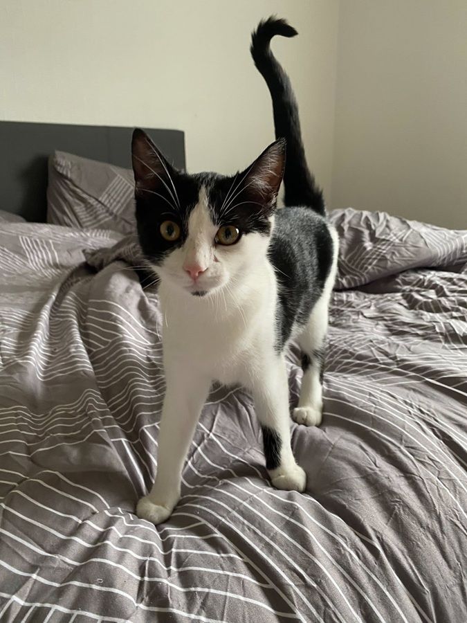 ARPEGE, belle chatonne noire et blanche &agrave; adopter via l'association UMA 230 44300 Nantes