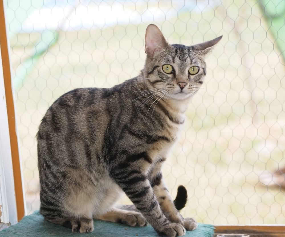 Luciol, chat tigr&eacute; &agrave; adopter 200 18210 Bessais-le-fromental