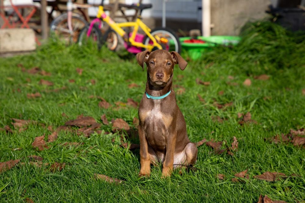 King, chien crois&eacute; braque &agrave; adopter 300 44116 Vieillevigne