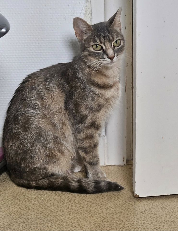 ATHENA, magnifique chatte tigr&eacute;e &agrave; adopter via l'association UMA 230 85260 Les brouzils