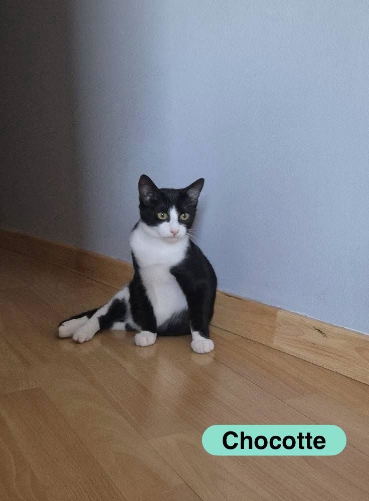 CHOCOTTE, gentil chat noir et blanc &agrave; adopter via l'association UMA 200 44640 Cheix-en-retz