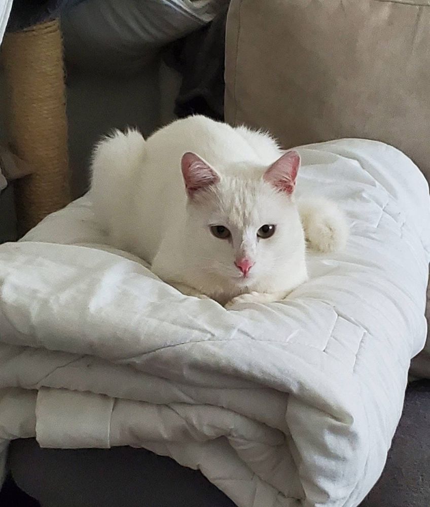 Nova, chat blanc &agrave; adopter 200 44700 Orvault