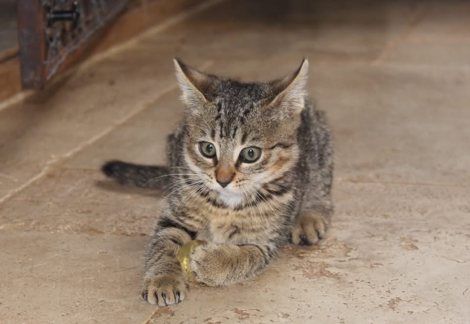 Jade, chatte tigr&eacute;e &agrave; adopter 230 18210 Bannegon