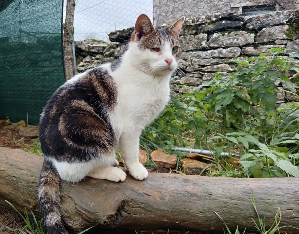 Georges, chat blanc et tigr&eacute; &agrave; adopter 200 18210 Bessais-le-fromental