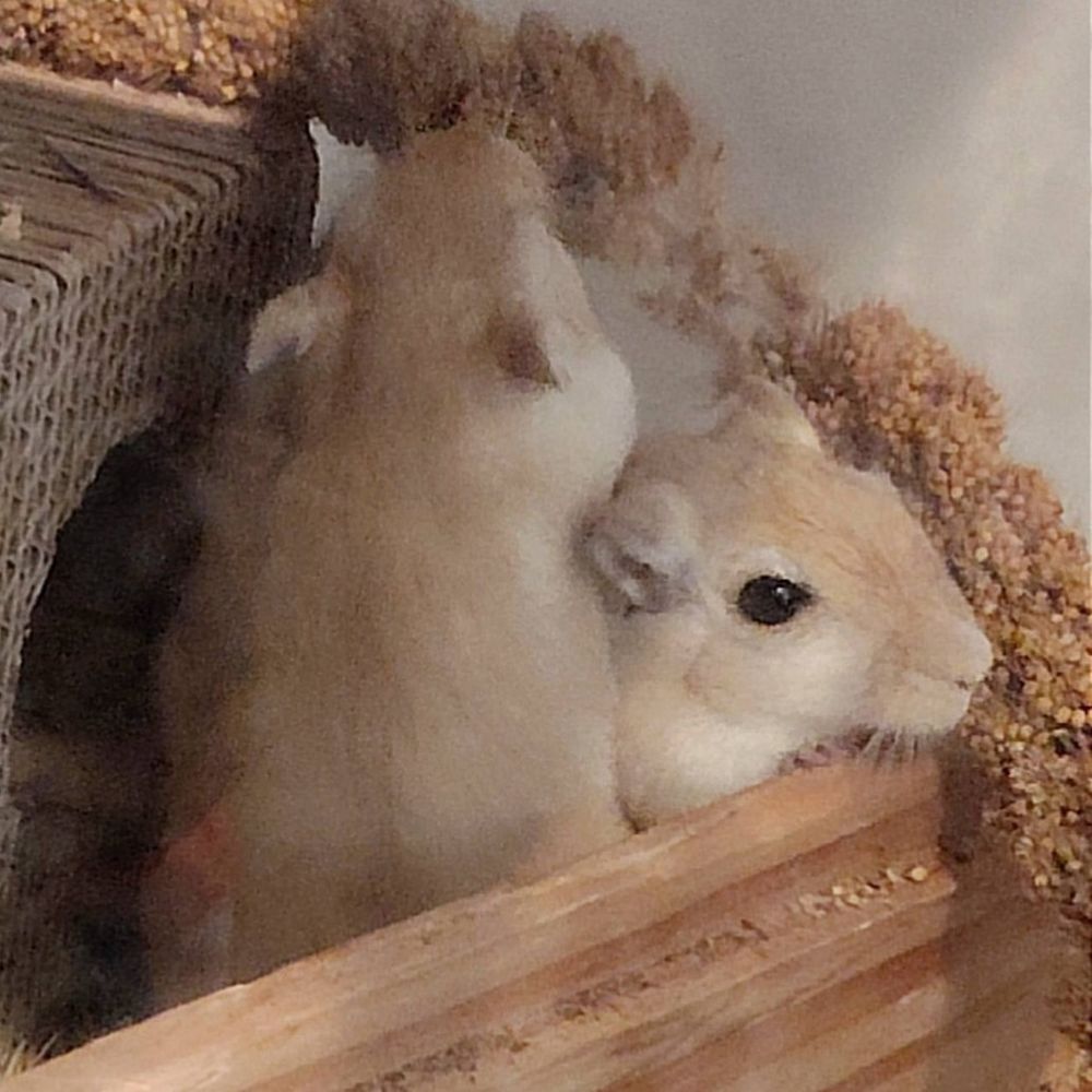 BEN ET NUTS 20 26120 Barcelonne