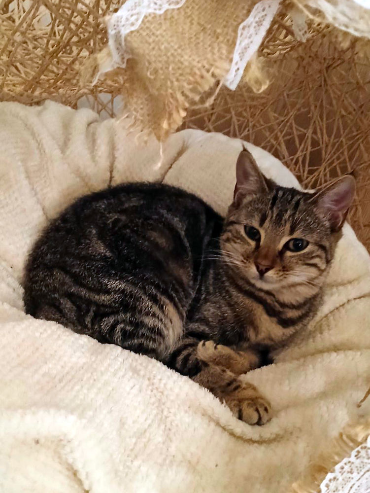 MYSTIC** 1 26160 Bonlieu-sur-roubion