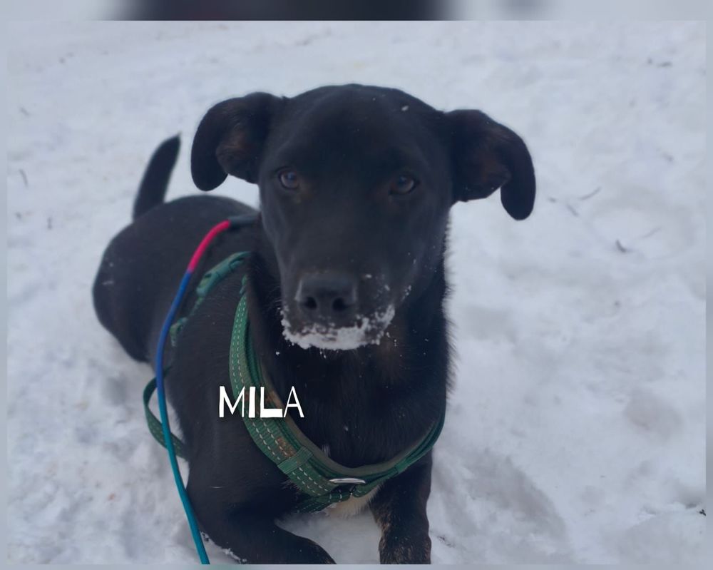 MILA en refuge Ukraine 0 75018 Paris