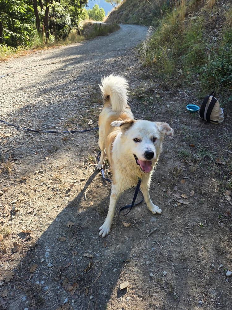 Chien DEBOU &agrave; l adoption 350 30000 N�mes