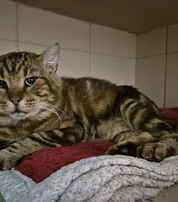 Teko 500 26700 Pierrelatte