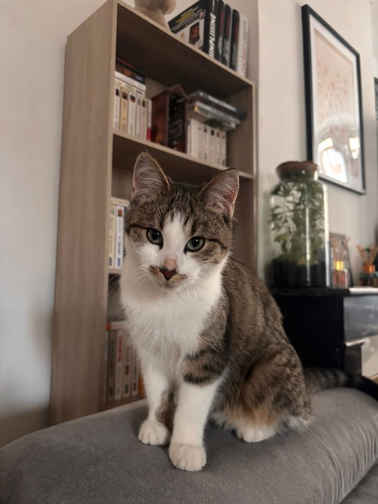 Locky, chat tigr&eacute; et blanc &agrave; adopter 200 18200 Saint-amand-montrond