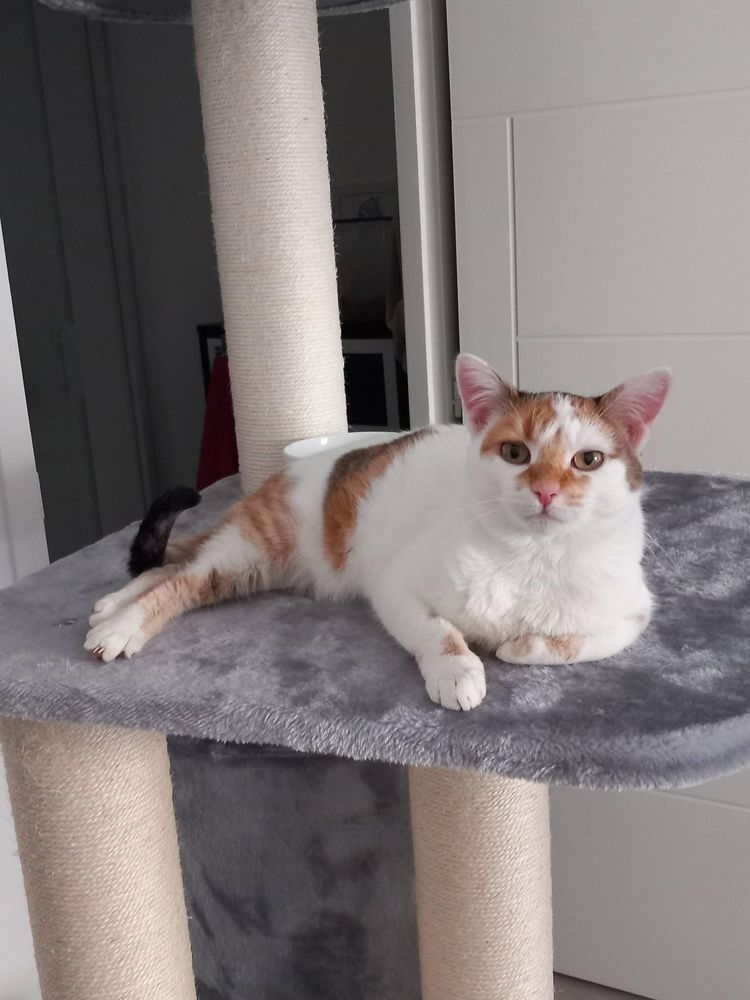 Noisette, chatte blanche et rousse &agrave; adopter 180 44220 Cou�ron