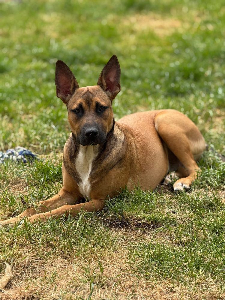 Vaiana, crois&eacute;e malinoise &agrave; adopter 380 44160 Sainte-anne-sur-brivet