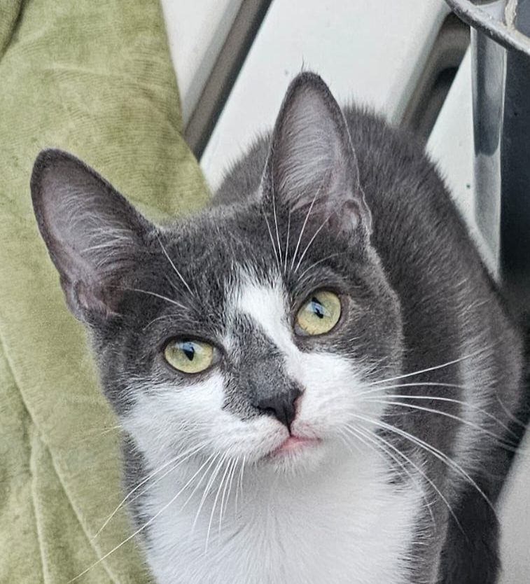 MILO 230 27620 Gasny