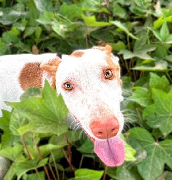 NATA 320 27620 Gasny