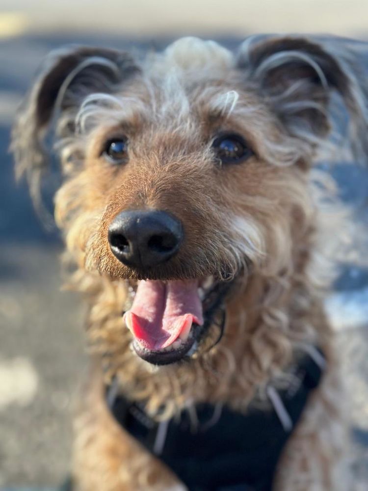 Pollux est &agrave; l'adoption! 0 34000 Montpellier