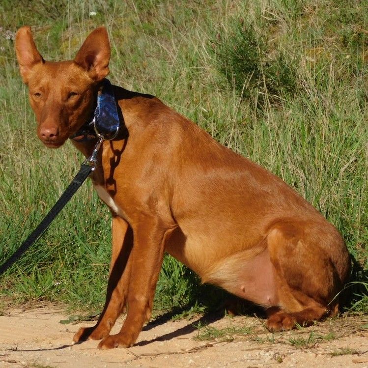 PROMISSE - petite Podenca &agrave; la recherche de son foyer pour la vie ✨ 315 24140 Douville