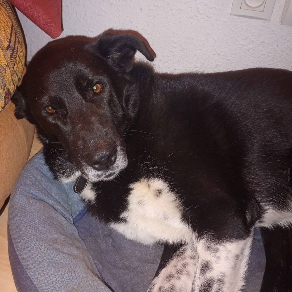 OHRID 50 26100 Romans-sur-is�re