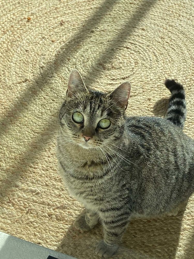 Sassy jeune chatte adorable cherche adoptants serieux 130 11000 Carcassonne