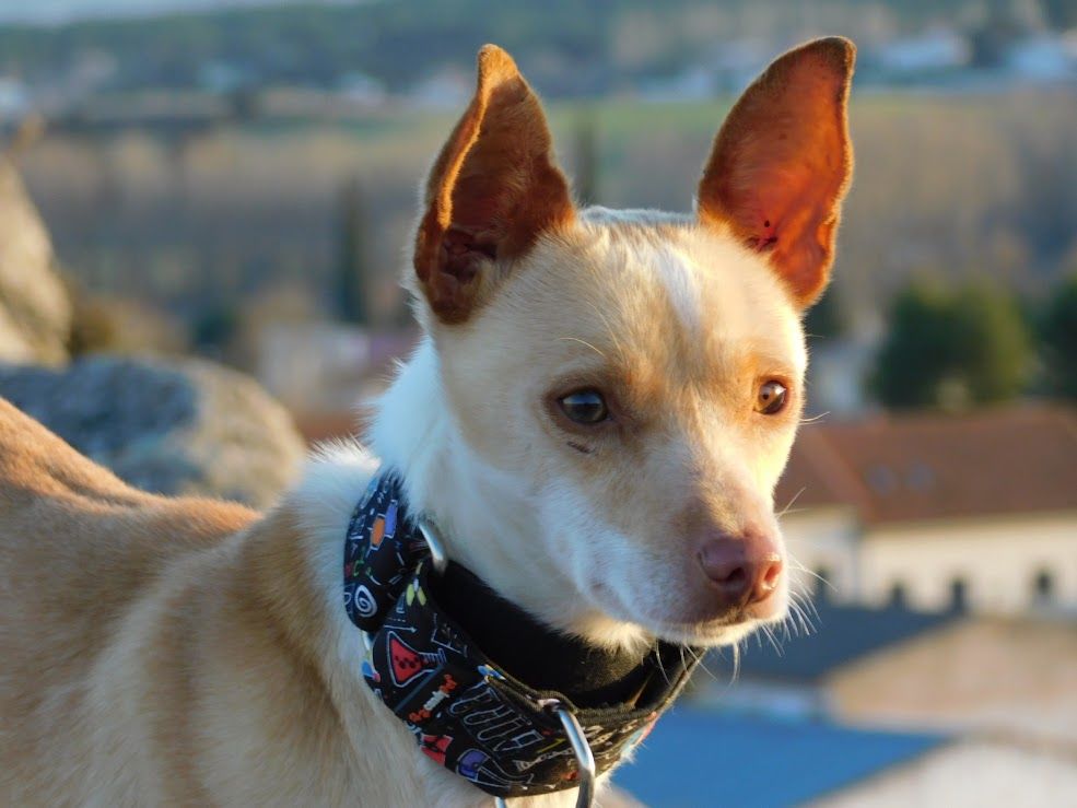 Tool, adorable petit podenco &agrave; adopter 315 24140 Douville