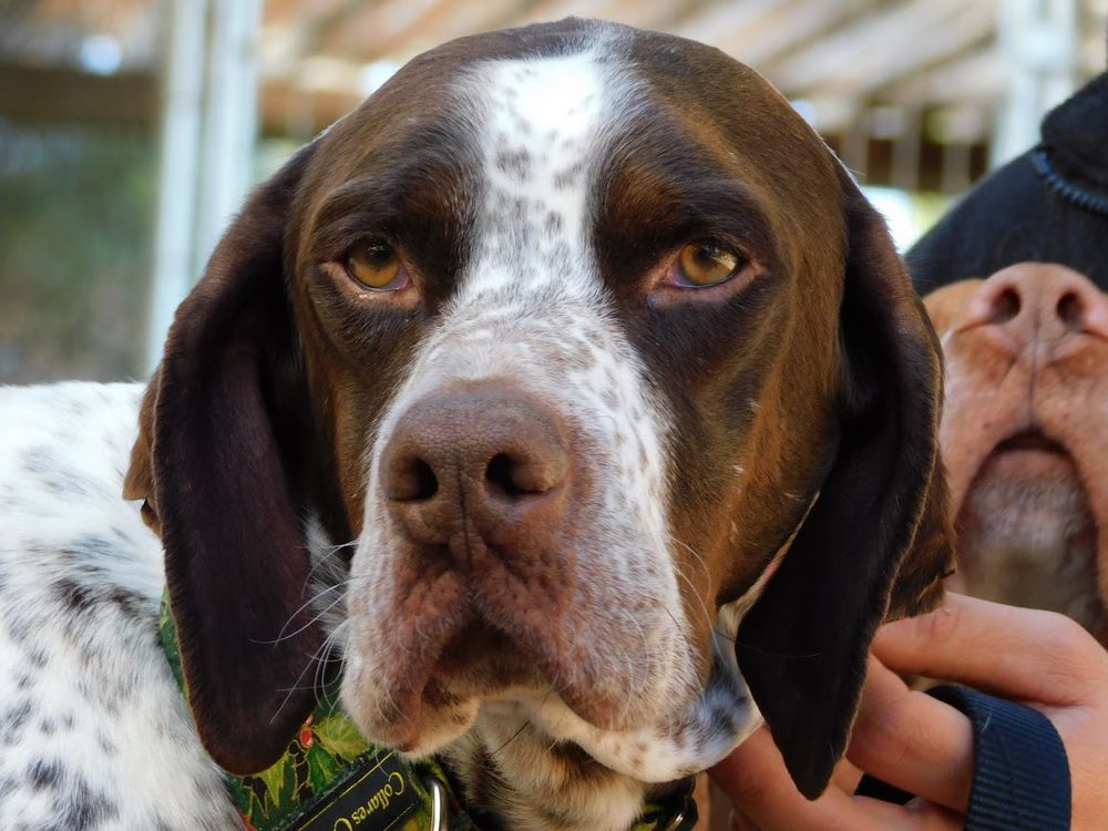 Azor est un DIAMANT brut, il est g&eacute;nial, tr&egrave;s fid&egrave;le, beau, tendre, noble et affectueux. 195 24140 Douville